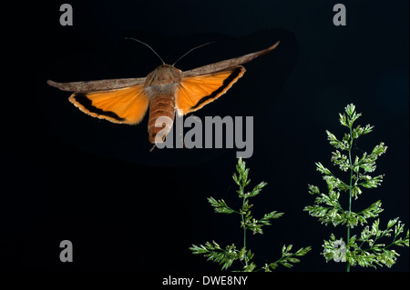 Large Yellow Underwing Moth Noctua pronuba in flight UK Stock Photo