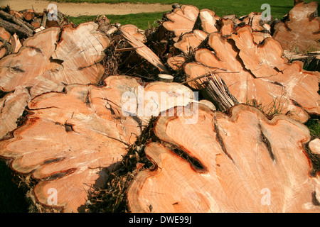 Sections of felled pine tree Stock Photo