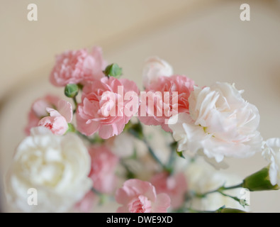 on abstract light background delicate bouquet of pink and white carnations Stock Photo