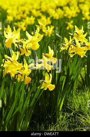 yellow daff or jonquil flower in spring with copyspace showing summer ...