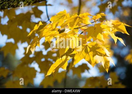 Acer cappadocicum 'Aureum' RHS AGM, Caucasian maple or Golden Cappadocian maple, in Autumn Stock Photo