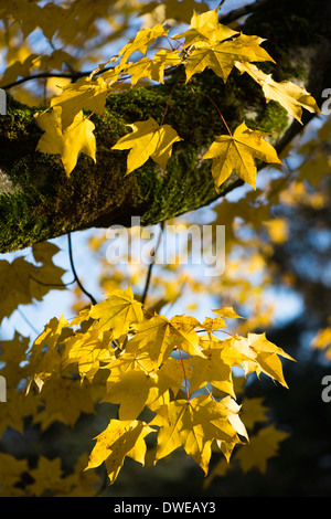Acer cappadocicum 'Aureum' RHS AGM, Caucasian maple or Golden Cappadocian maple, in Autumn Stock Photo