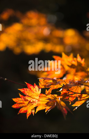 Acer shirasawanum, Shirasawa Maple in Autumn Stock Photo