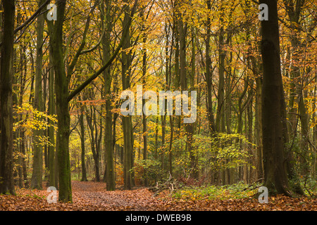 An Autumnal day along The Cotswold Way path as it passes through Standish Woods near Stroud in Gloucestershire, England, UK Stock Photo