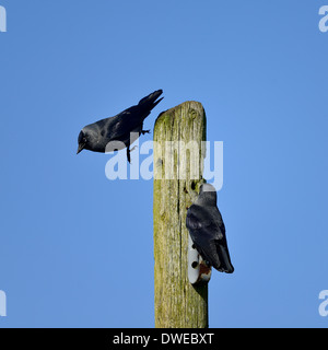 Two Jackdaws,Corvus monedula,one on the side of a post ,the second dropping off the top,against a blue sky.Essex UK Stock Photo