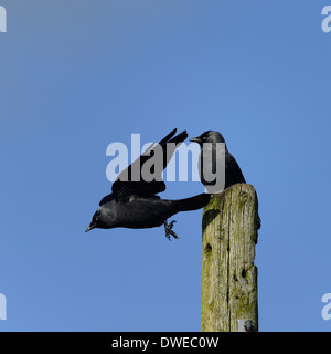 Two Jackdaws, Corvus monedula,one launching into flight ,the other sat on a post against a blue sky.Essex UK Stock Photo