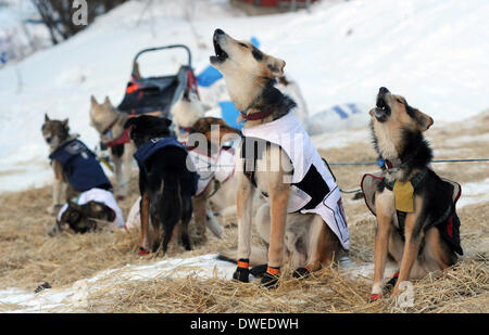 Takotna, AK, USA. 6th Mar, 2014. BOB HALLINEN / Anchorage Daily News ...