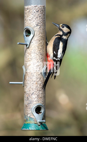 Great Spotted Woodpecker (Dendrocopos major) Stock Photo