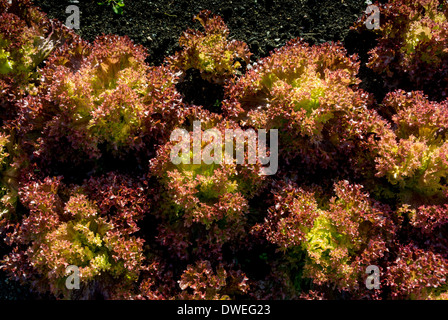 Lollo Rosso lettuce growing outdoors. Stock Photo