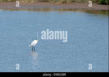 Little Egret in Charente-Maritime department, western France Stock Photo