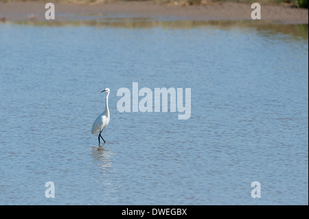 Little Egret in Charente-Maritime department, western France Stock Photo