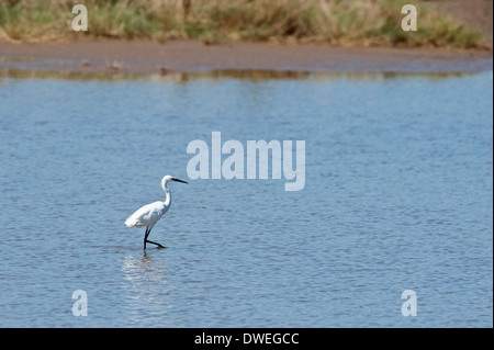 Little Egret in Charente-Maritime department, western France Stock Photo