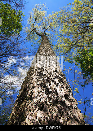 Looking Straight Up A Tall Tree Towards The Forest Canopy And A Deep Blue Spring Time Sky, Sharon Woods, Southwestern Ohio, USA Stock Photo