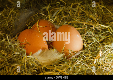 Three farm eggs on hay background Stock Photo