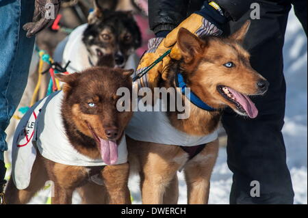 Anchorage, Alaska, USA. 1st Mar, 2014. Iditarod sled dog ready to run! Iditarod 62. Mushers drive though downtown Anchorage for the ceremonial start of the Iditarod Sled Dog Race. © Ron Levy/ZUMA Wire/ZUMAPRESS.com/Alamy Live News Stock Photo