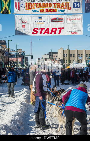 Anchorage, Alaska, USA. 1st Mar, 2014. Iditarod musher LISBET NORRIS at the start of Iditarod 62. Mushers drive though downtown Anchorage for the ceremonial start of the Iditarod Sled Dog Race. © Ron Levy/ZUMA Wire/ZUMAPRESS.com/Alamy Live News Stock Photo