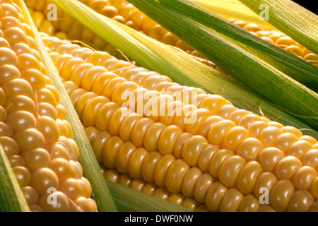 Corn on the cob Stock Photo