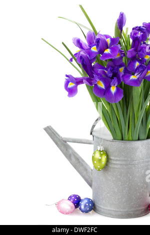 bunch of blue irise flowers in watering can Stock Photo