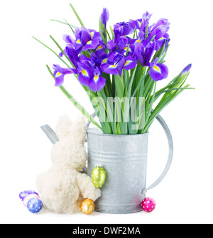 bunch of blue irise flowers in watering can Stock Photo