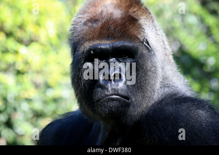 Male silver-back Western Gorilla in Loro Parque zoo, Tenerife, close-up Stock Photo