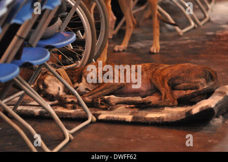 Birmingham, UK 7th March 2014, An assortment of pedigree dogs compete for the ultimate prize in dog competitions at Crufts, in Birmingham in the UK Credit:  Kelly Rann/Alamy Live News Stock Photo