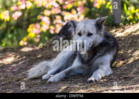 Thai Bangkaew Dog Stock Photo