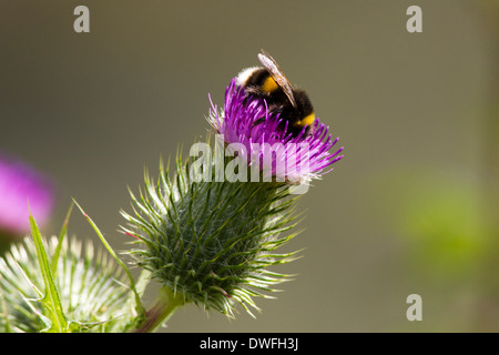 Buff tailed Bumble Bee on a Spear Thistle , UK. July