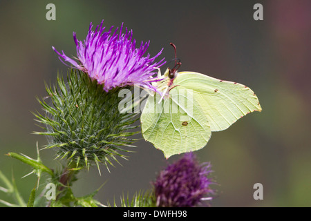 Brimstone Butterfly (gonepteryx rhamni) in the UK. July Stock Photo