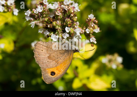 Meadow Brown on Thyme, UK. August Stock Photo