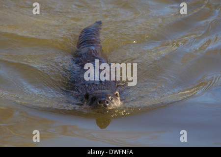 European Otter swimming in a UK river (lutra lutra) February. Late Winter Stock Photo
