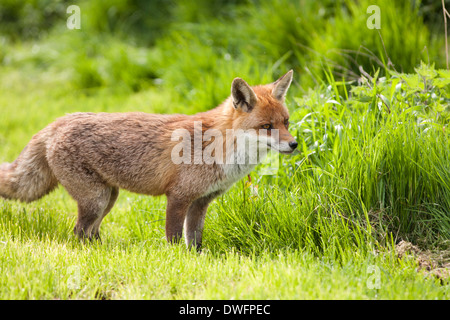 European Red Fox in the UK Stock Photo