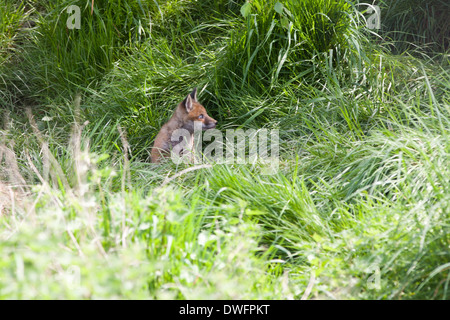 European Red Fox in the UK. May Stock Photo