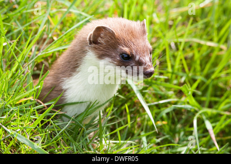 Stoat (mustela erminea) UK Stock Photo