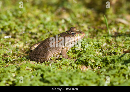 Marsh Frog Stock Photo