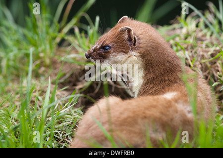 Stoat (mustela erminea) UK Stock Photo