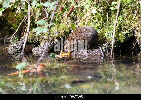 European Water Vole in the UK Stock Photo