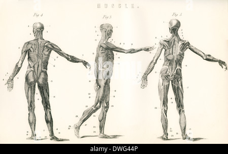 Anatomical study of muscle in the human body. Stock Photo