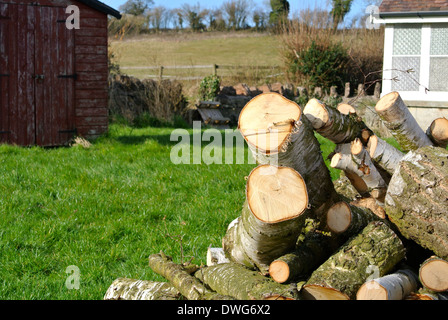 pile of logs in spring sunshine Stock Photo