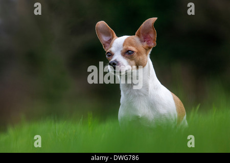 Short-haired Chihuahua in garden Stock Photo