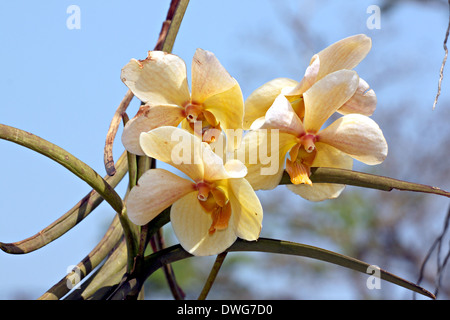 Yellow orchid flowers blooming in the summer. Stock Photo