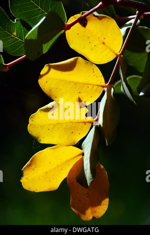 Carob tree leaves Stock Photo