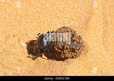 Dung beetle Stock Photo