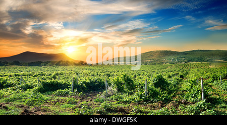 Green vineyard at the sunrise in Crimea Stock Photo