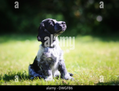 Portrait of young cocker spaniel looking into the air. Stock Photo