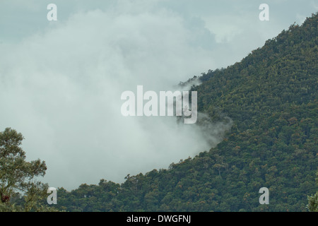 Primary Cloud Forest. Parques Nacional Chirripo. Cerro Chirripo 3800m. Limon. Southwest. Costa Rica. Central America. Stock Photo