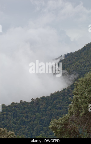 Primary Cloud Forest. Parques Nacional Chirripo. Cerro Chirripo 3800m. Limon. Southwest. Costa Rica. Central America. Stock Photo