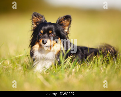 A small chihuahua dog is hiding in the grass. Stock Photo