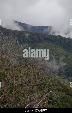 Primary Cloud Forest. Parques Nacional Chirripo. Cerro Chirripo 3800m. Limon. Southwest. Costa Rica. Central America. Stock Photo