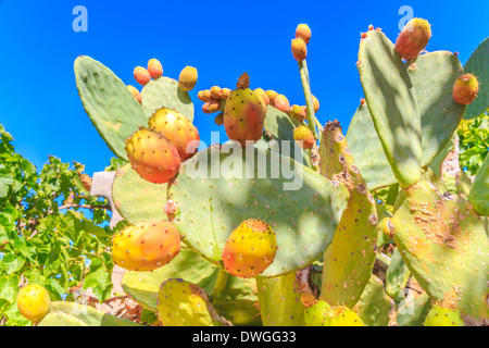 Beautiful colorful close up of cactus plant with blue sky Stock Photo
