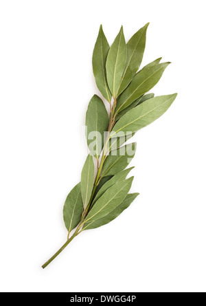 bay leaf branch isolated Stock Photo
